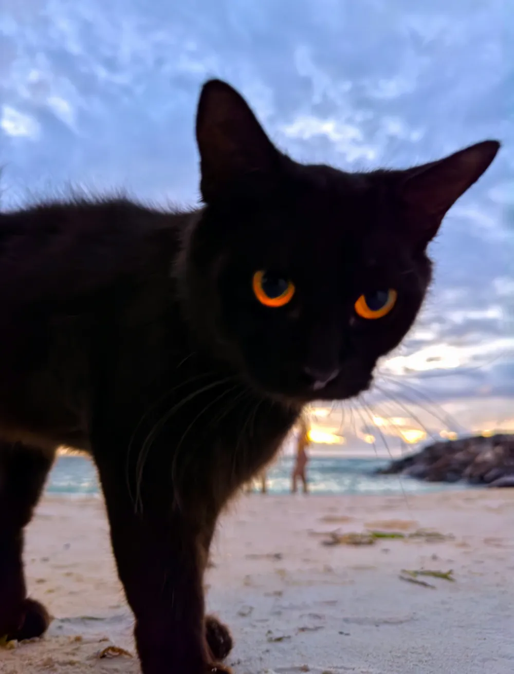 A black cat on a beach, its eyes glowing amber beneath a cloudy sky