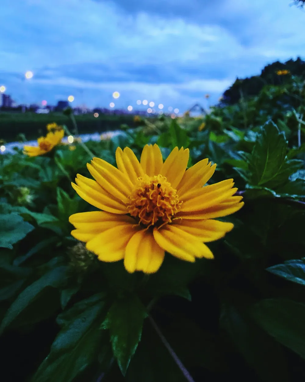 A yellow flower among dark leaves at dusk, with city lights behind it