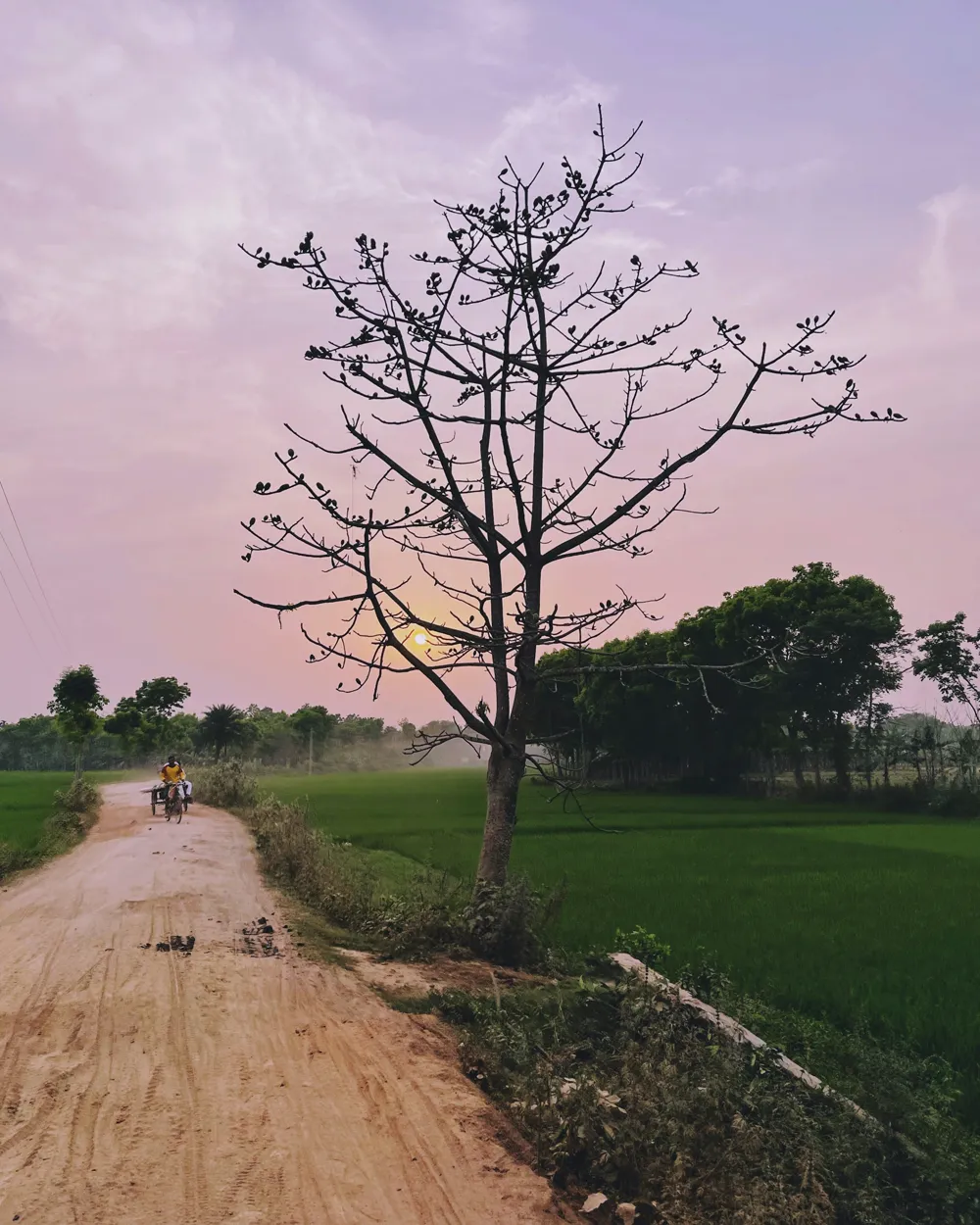A bare tree beside a dirt road under a pink evening sky