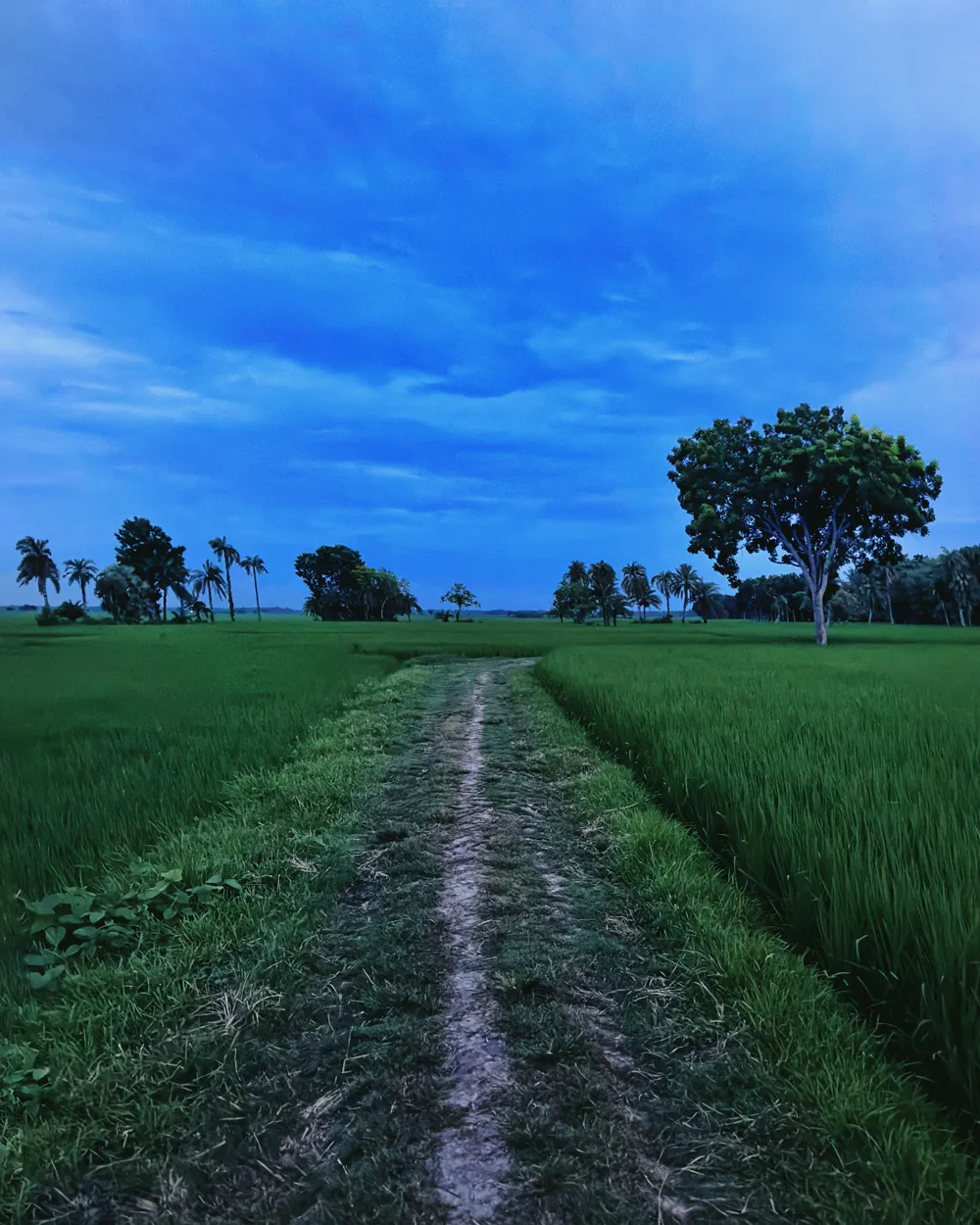A narrow path through green rice fields under a deep blue sky