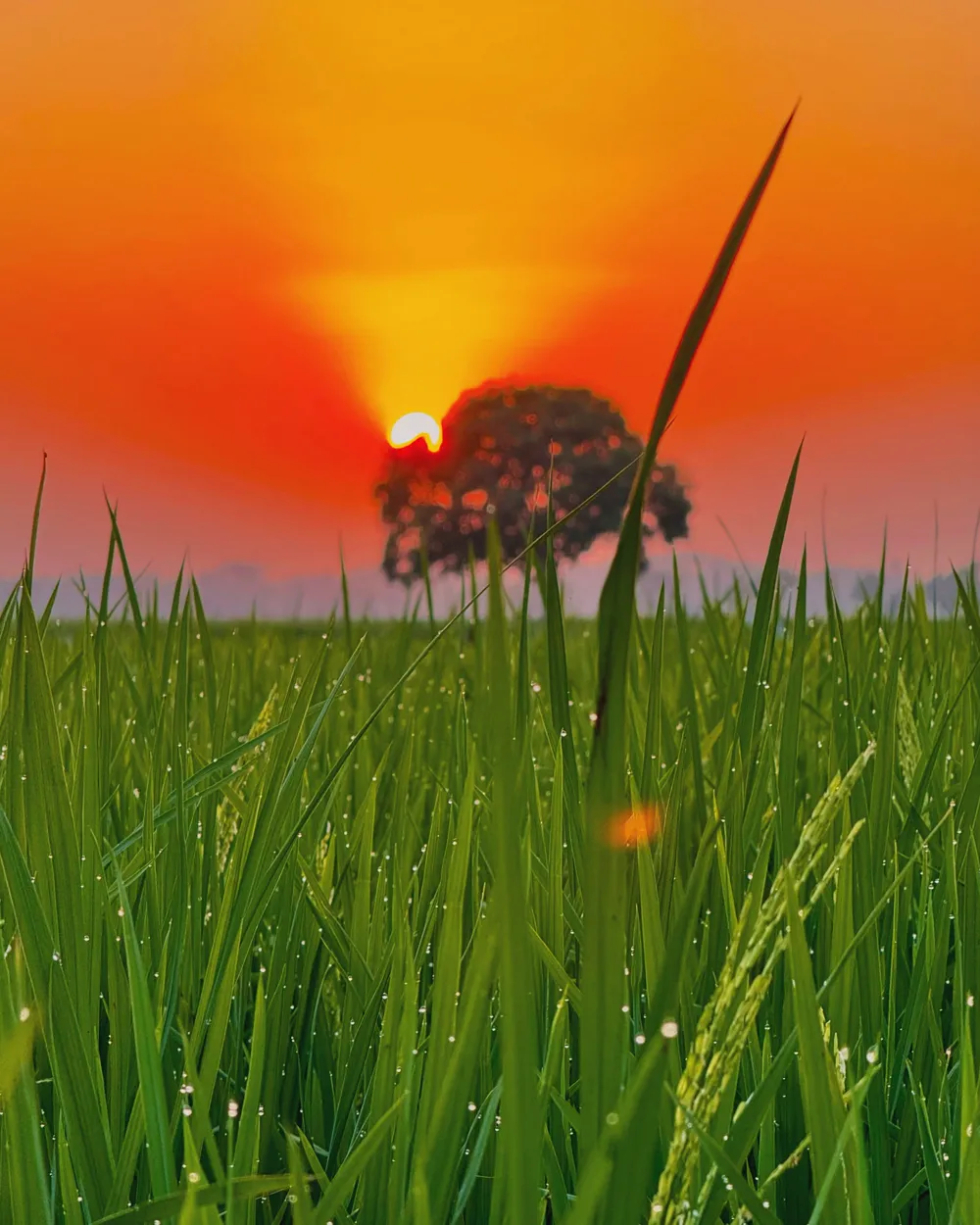 The sun setting behind a lone tree, seen through dewy rice stalks